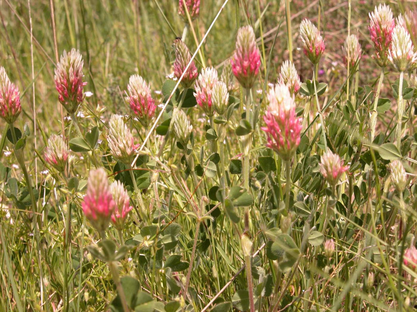 Clover, Long-headed plant